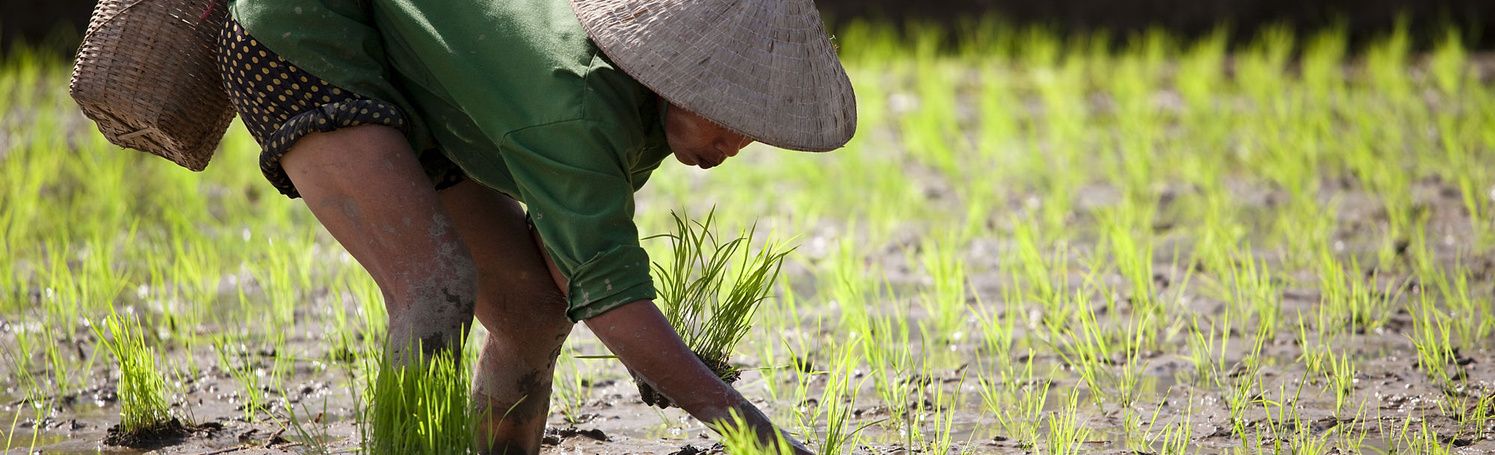 Person harvesting rice